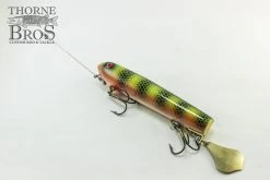 Smity Flaptail -Fishing Promotion Store IMG 0504 copy