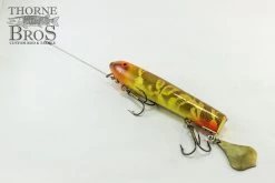 Smity Flaptail -Fishing Promotion Store IMG 0508 copy