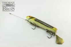 Smity Flaptail -Fishing Promotion Store IMG 0513